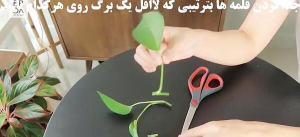عکس گل پتوس در آب
