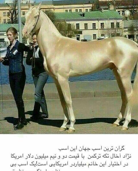 عکس قوی ترین اسب دنیا