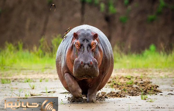 عکس نوزادی اسب
