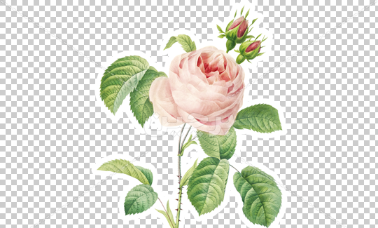 عکس گل رز سبز زیبا
