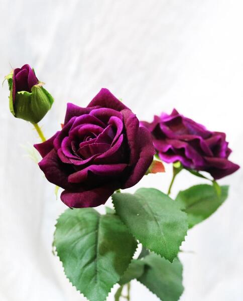 عکس گل رز سبز زیبا