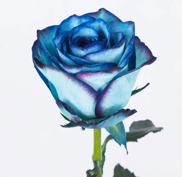 عکس گل رز سبز زیبا