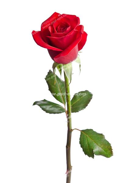 عکس گل رز سبز زیبا