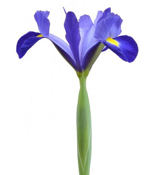 عکس گل زنبق بنفش