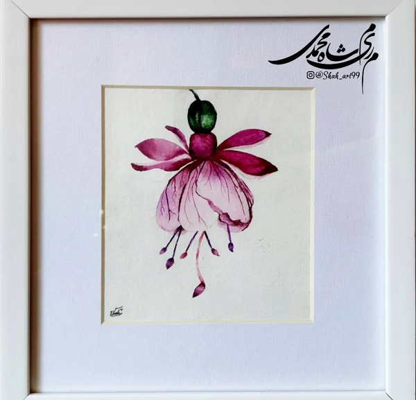عکس گل زنبق بنفش