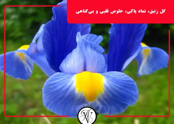 عکس گل زنبق بنفش