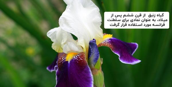 عکس گل زنبق بنفش