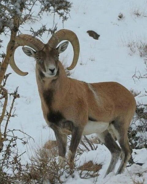 عکس حیوانات بومی ایران