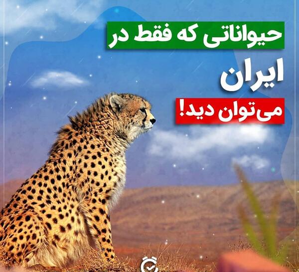عکس حیوانات بومی ایران