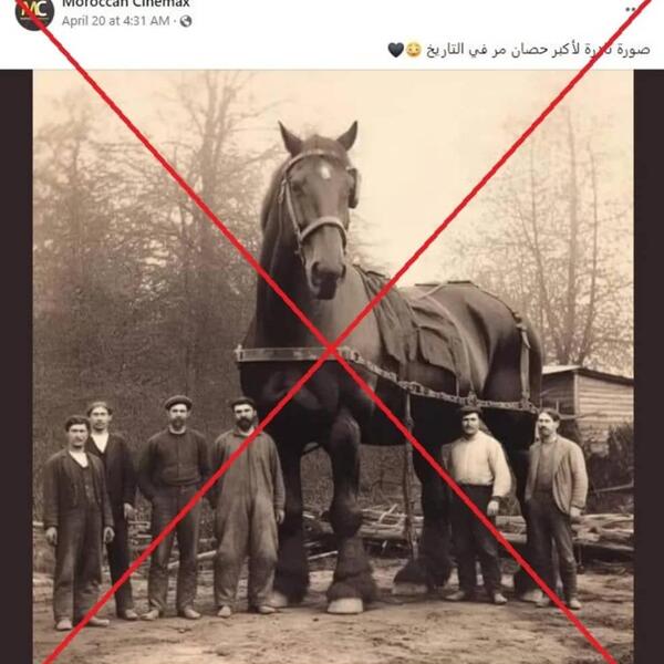 عکس بزرگترین اسب در دنیا