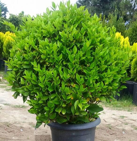 عکس درخت گل یاس سفید