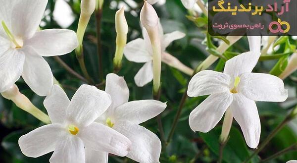 عکس درخت گل یاس سفید