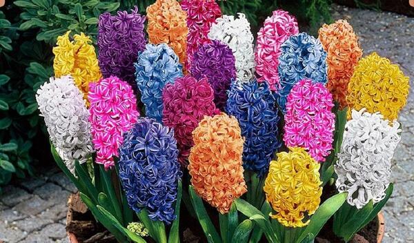 عکس گل سنبل ایرانی