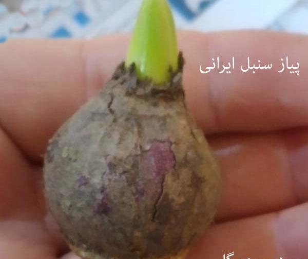 عکس گل سنبل ایرانی