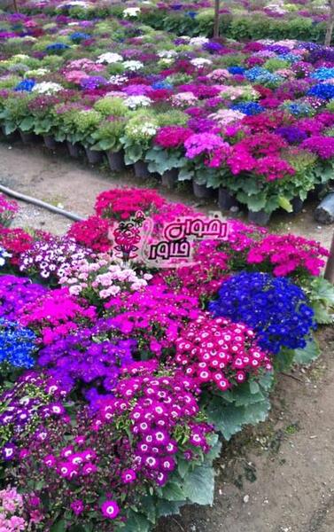 عکس گل سنبل ایرانی