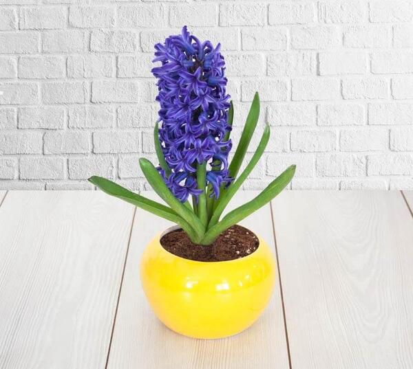 عکس گل سنبل ایرانی