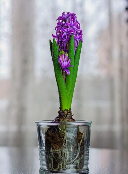 عکس گل سنبل ایرانی