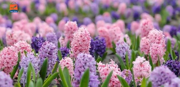 عکس گل سنبل ایرانی