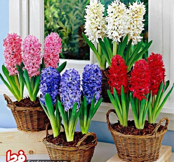 عکس گل سنبل ایرانی
