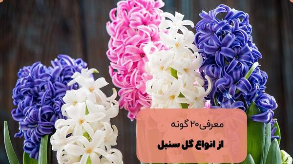 عکس گل سنبل ایرانی