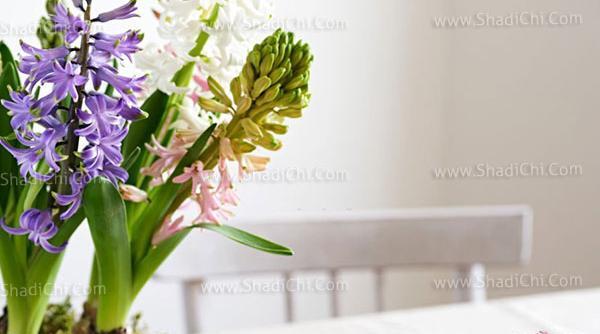 عکس گل سنبل ایرانی
