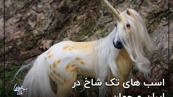 عکس اسب های تک شاخ واقعی