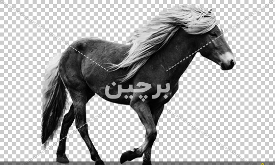 عکس اسب مشکی براق