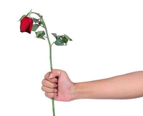 عکس گل متحرک برای پروفایل واتساپ