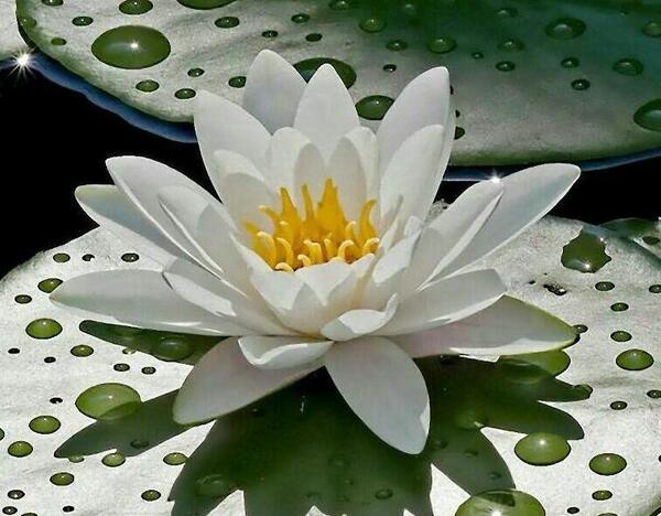 عکس گل نیلوفر واقعی