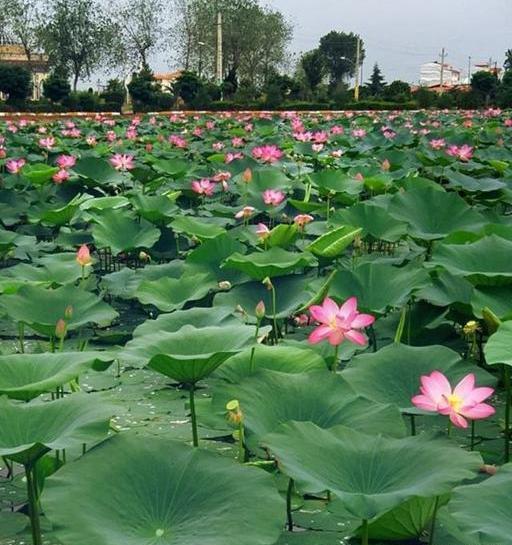 عکس گل نیلوفر واقعی