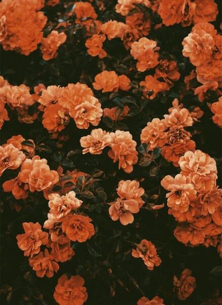 عکس گل گلی برای بک گراند