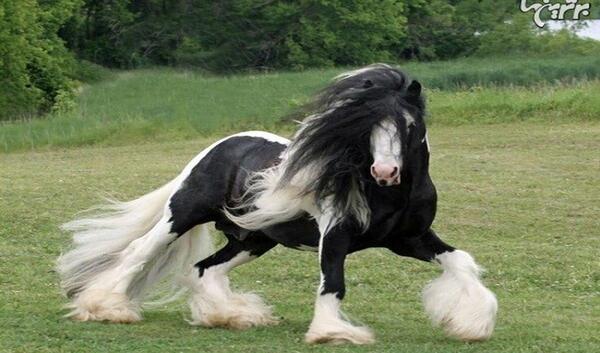 عکس اسب بچه دار