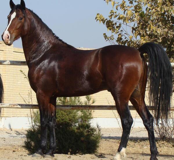 عکس اسب عربی در ایران