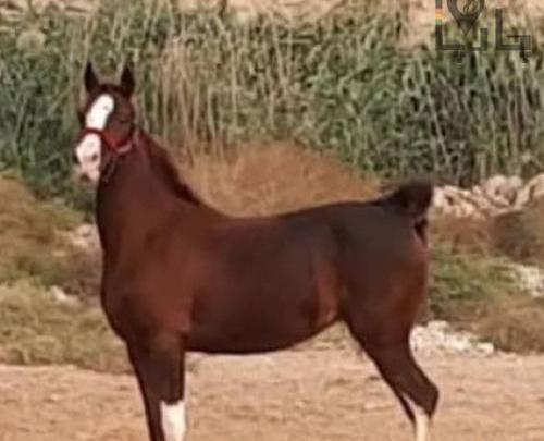 عکس اسب عربی در ایران