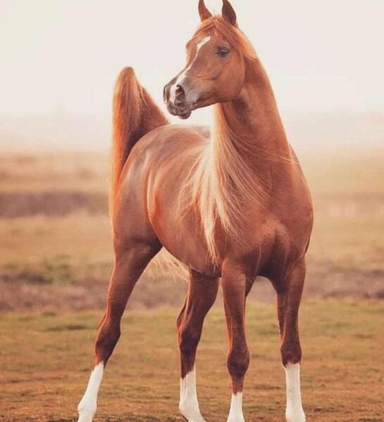 عکس اسب عربی در ایران