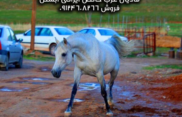عکس اسب عربی در ایران