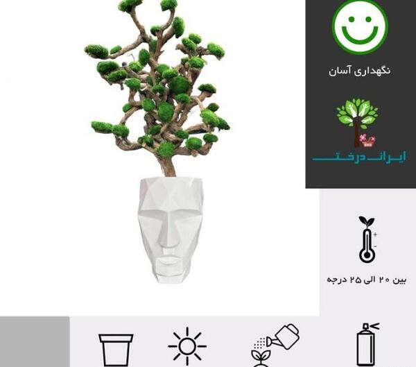 عکس گلدان ایران
