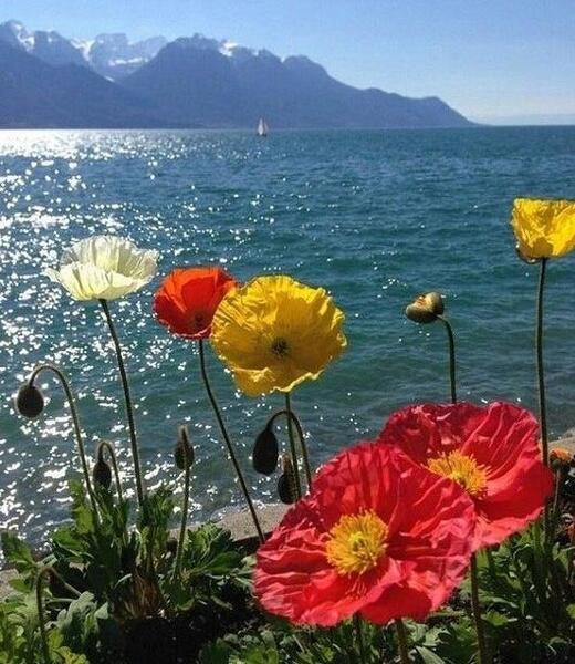 عکس طبیعت بکر برای پروفایل