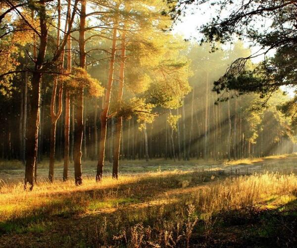 عکس طبیعت بکر برای پروفایل