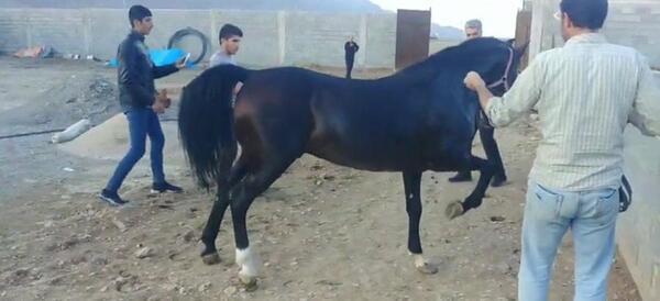 عکس اسب سیاه وحشی
