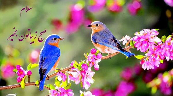عکس از طبیعت صبح بخیر