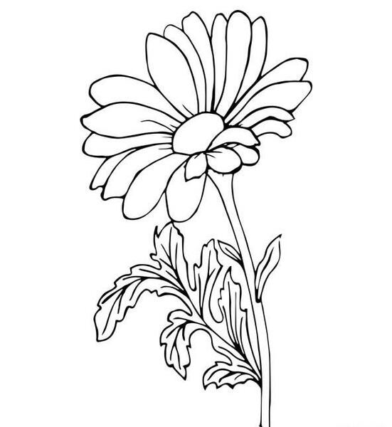 عکس گل برای طراحی ساده