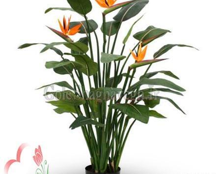 عکس از گل پرنده بهشتی