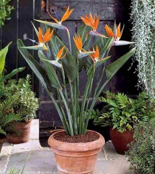 عکس از گل پرنده بهشتی