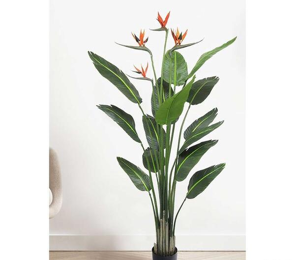 عکس از گل پرنده بهشتی
