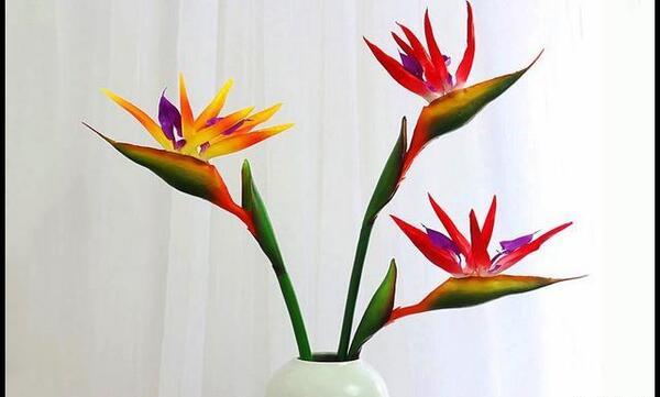 عکس از گل پرنده بهشتی