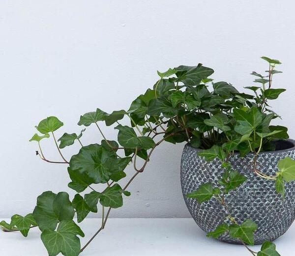 عکس گل پیچک اپارتمانی