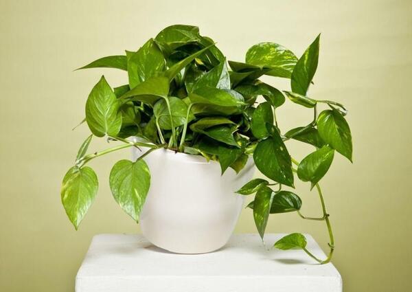 عکس گل پیچک اپارتمانی