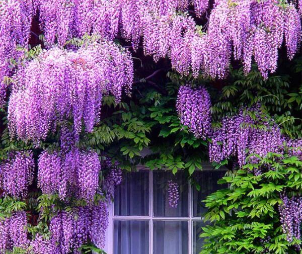 عکس گل پیچک اپارتمانی