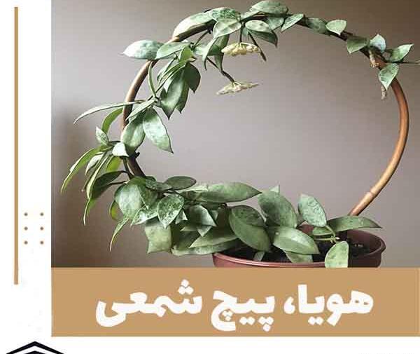 عکس گل پیچک اپارتمانی